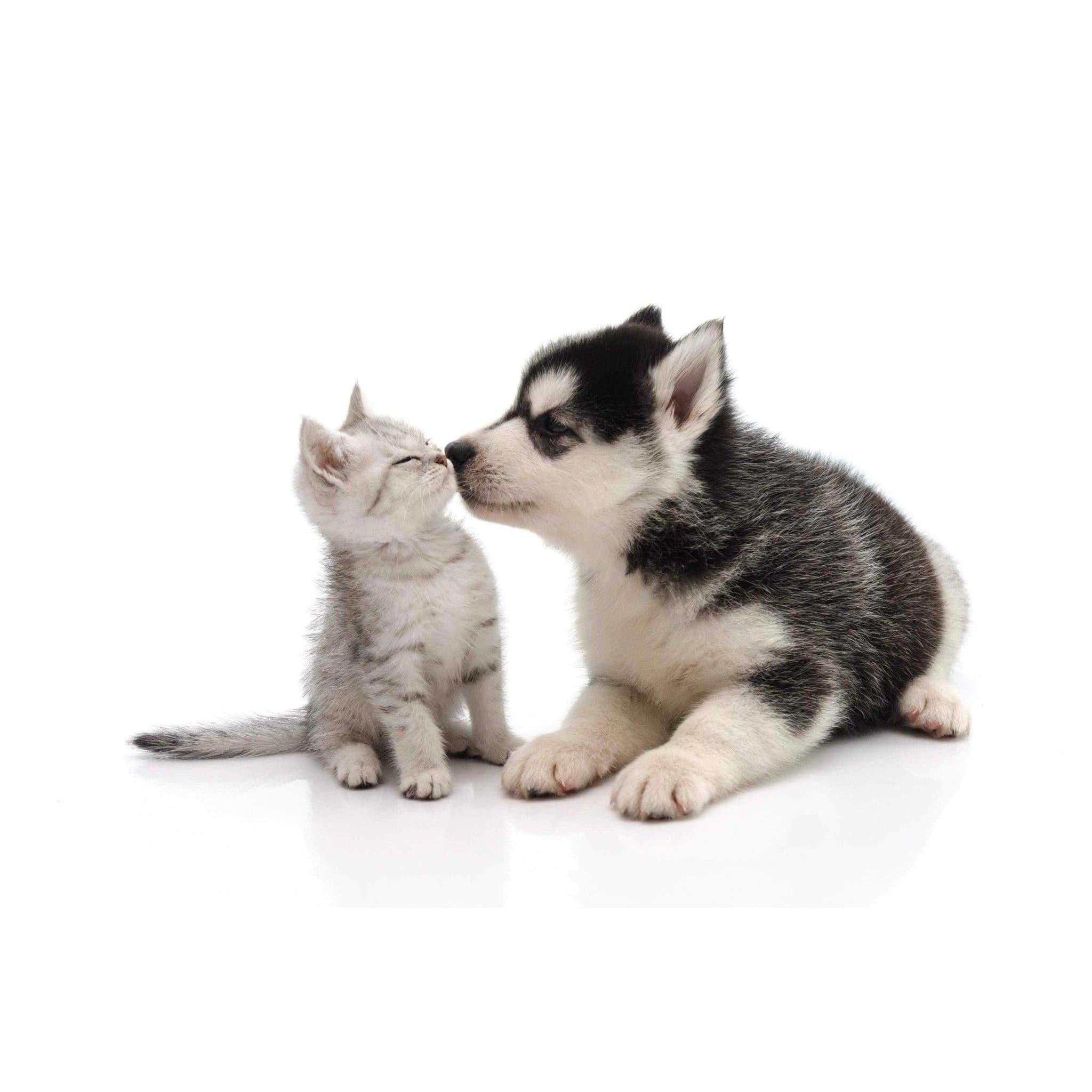 Argile Blanche pour Animaux de Compagnie (Kaolin) 500g